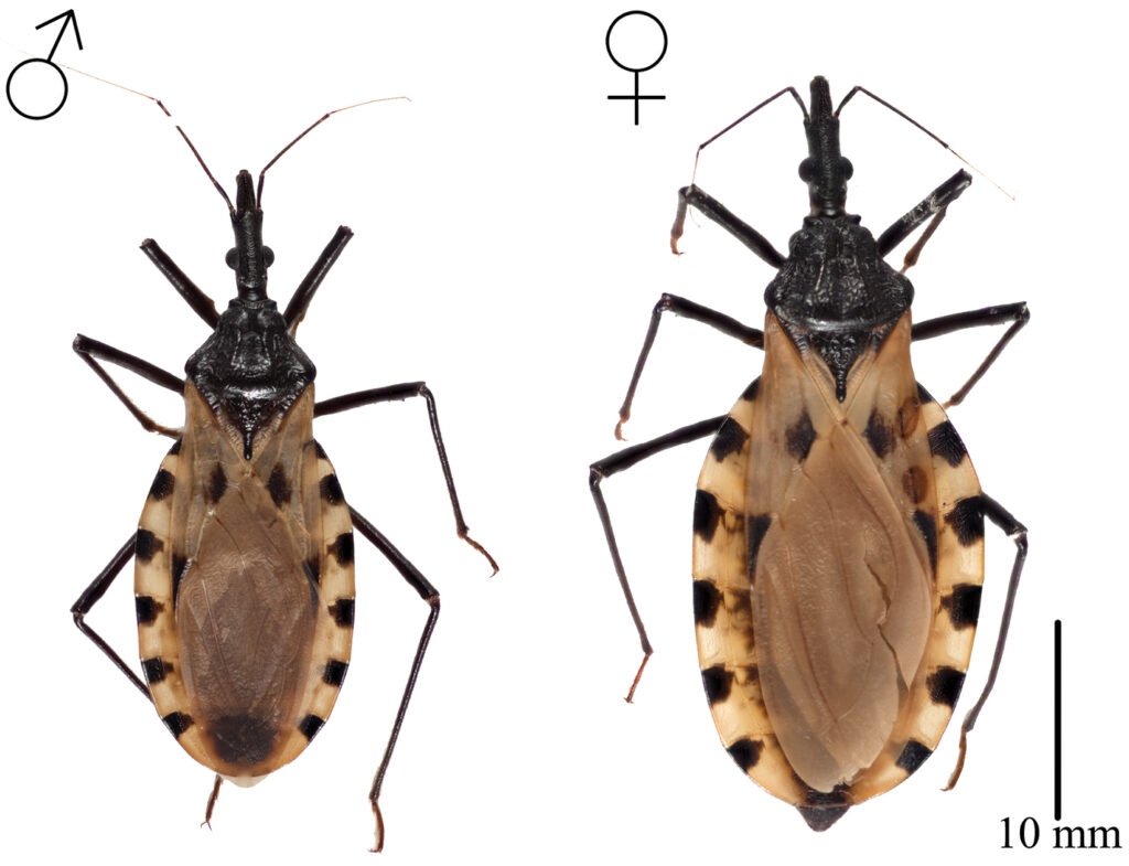 pluskwiaki triatoma